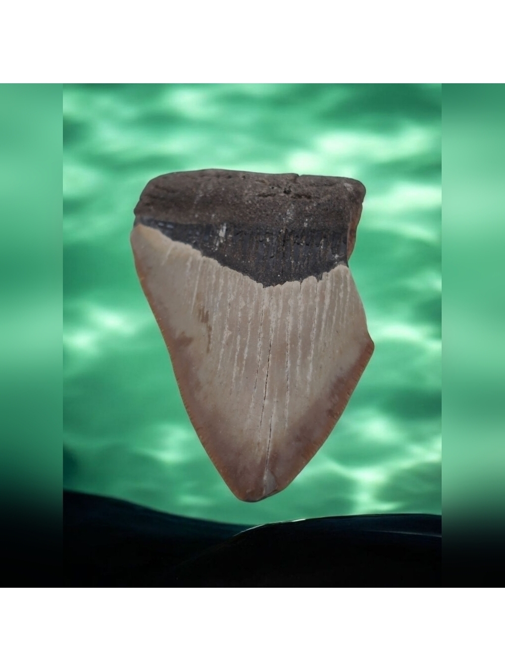 Real Otodus Megalodon Fossilized Shark Tooth 3 In Beautiful Colors